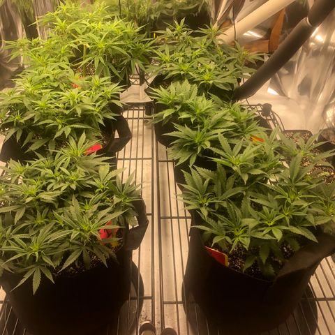 Sir Gheen of the Green (6) growlog timeline photo