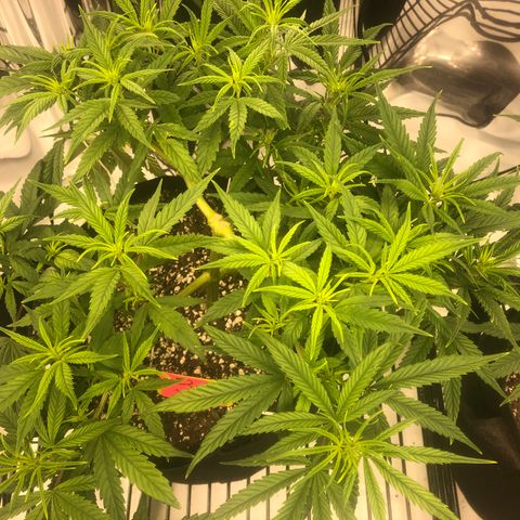 Sir Gheen of the Green (6) growlog timeline photo