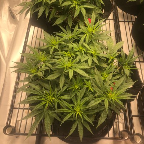 Sir Gheen of the Green (6) growlog timeline photo