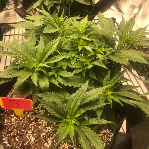 Sir Gheen of the Green (6) growlog timeline photo