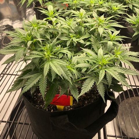 Sir Gheen of the Green (6) growlog timeline photo