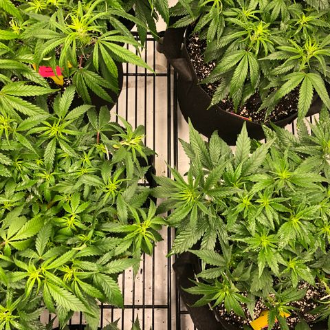 Sir Gheen of the Green (6) growlog timeline photo