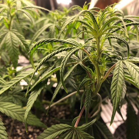 Sir Gheen of the Green (6) growlog timeline photo