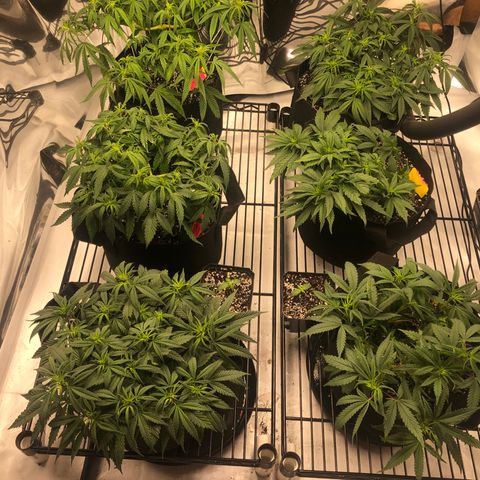 Sir Gheen of the Green (6) growlog timeline photo