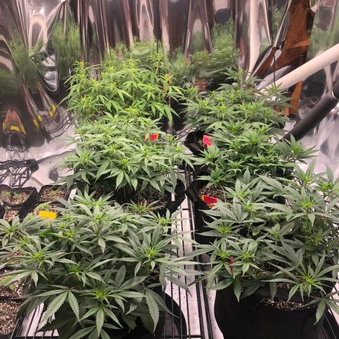 Sir Gheen of the Green (6) growlog timeline photo