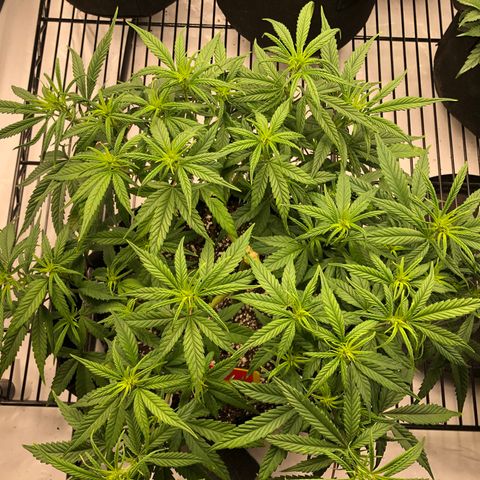 Sir Gheen of the Green (6) growlog timeline photo