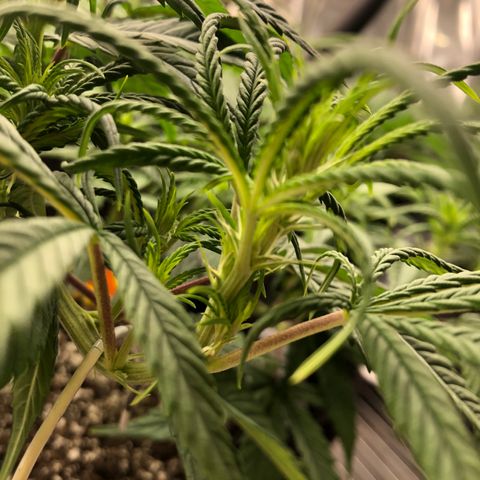 Sir Gheen of the Green (6) growlog timeline photo