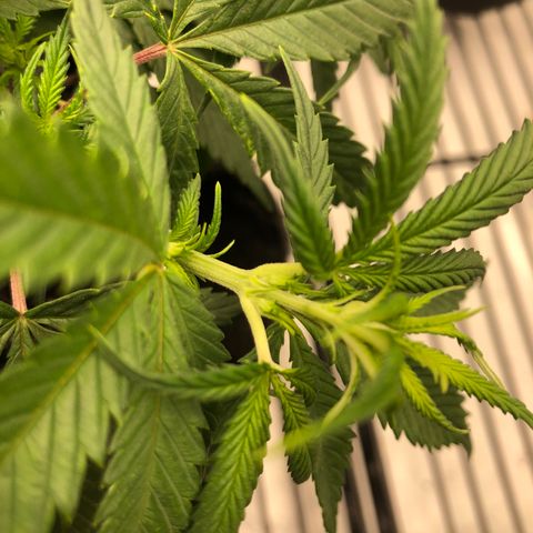 Sir Gheen of the Green (6) growlog timeline photo