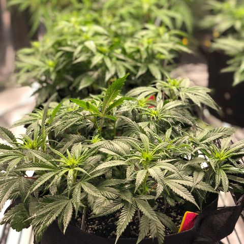 Sir Gheen of the Green (6) growlog timeline photo