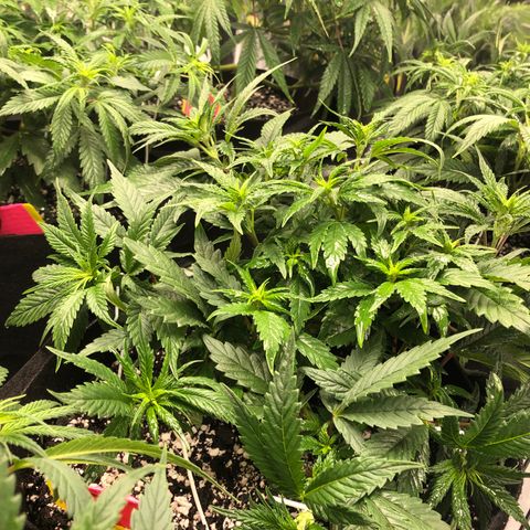 Sir Gheen of the Green (6) growlog timeline photo
