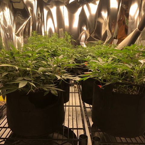 Sir Gheen of the Green (6) growlog timeline photo