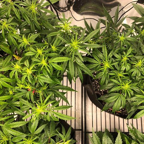 Sir Gheen of the Green (6) growlog timeline photo