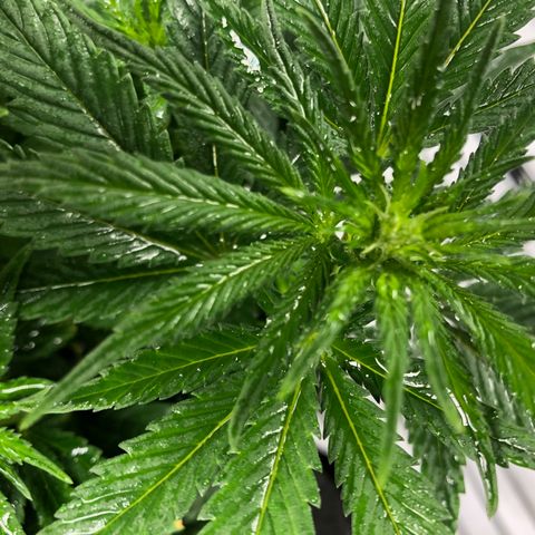 Sir Gheen of the Green (6) growlog timeline photo