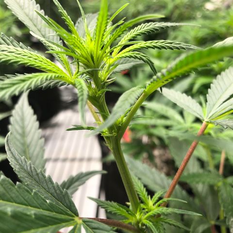 Sir Gheen of the Green (6) growlog timeline photo