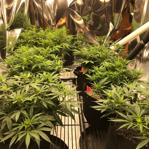 Sir Gheen of the Green (6) growlog timeline photo