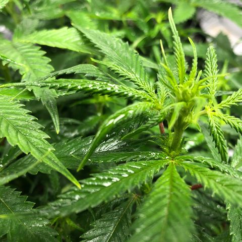 Sir Gheen of the Green (6) growlog timeline photo