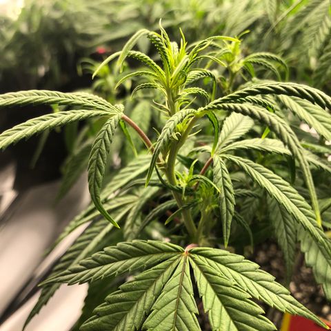 Sir Gheen of the Green (6) growlog timeline photo