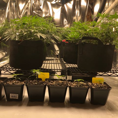Sir Gheen of the Green (6) growlog timeline photo