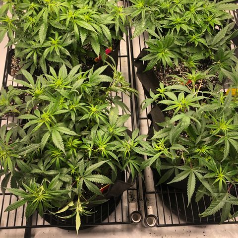 Sir Gheen of the Green (6) growlog timeline photo