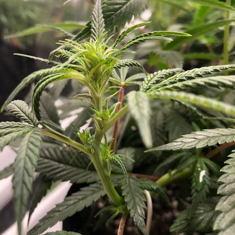 Sir Gheen of the Green (6) growlog timeline photo