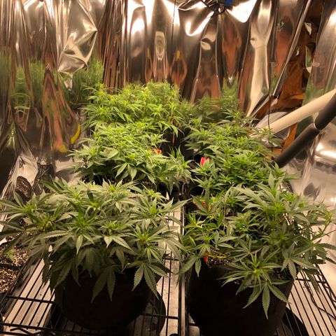 Sir Gheen of the Green (6) growlog timeline photo