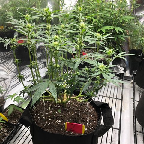 Sir Gheen of the Green (6) growlog timeline photo