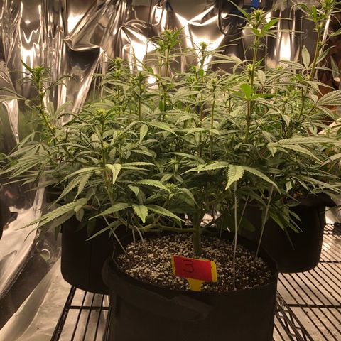 Sir Gheen of the Green (6) growlog timeline photo