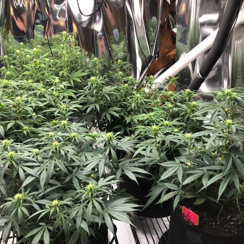 Sir Gheen of the Green (6) growlog timeline photo