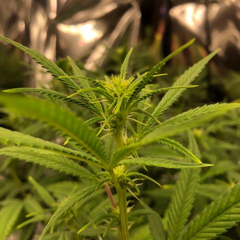 Sir Gheen of the Green (6) growlog timeline photo