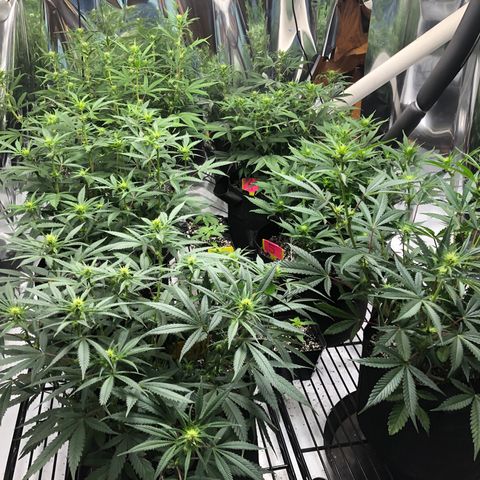 Sir Gheen of the Green (6) growlog timeline photo