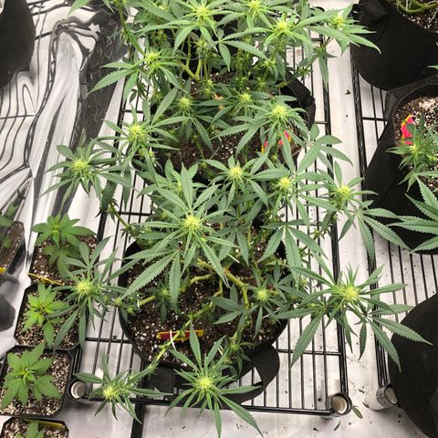 Sir Gheen of the Green (6) growlog timeline photo