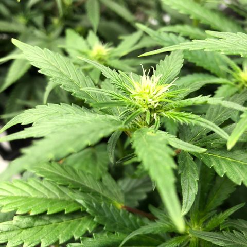 Sir Gheen of the Green (6) growlog timeline photo