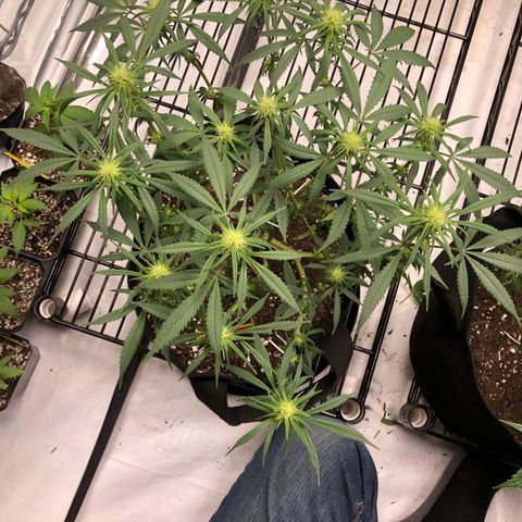 Sir Gheen of the Green (6) growlog timeline photo