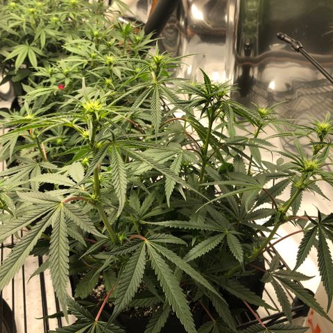 Sir Gheen of the Green (6) growlog timeline photo