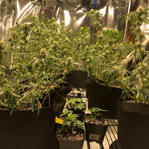 Sir Gheen of the Green (6) growlog timeline photo