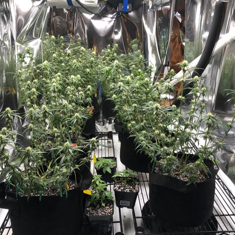 Sir Gheen of the Green (6) growlog timeline photo