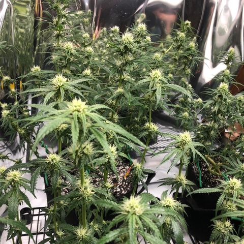 Sir Gheen of the Green (6) growlog timeline photo