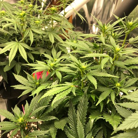 Sir Gheen of the Green (6) growlog timeline photo
