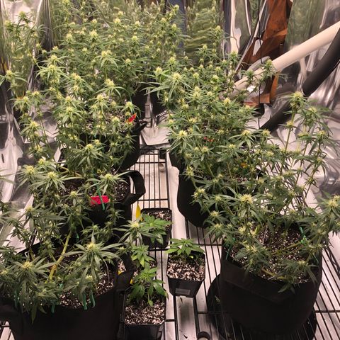 Sir Gheen of the Green (6) growlog timeline photo