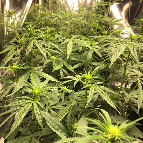 Sir Gheen of the Green (6) growlog timeline photo