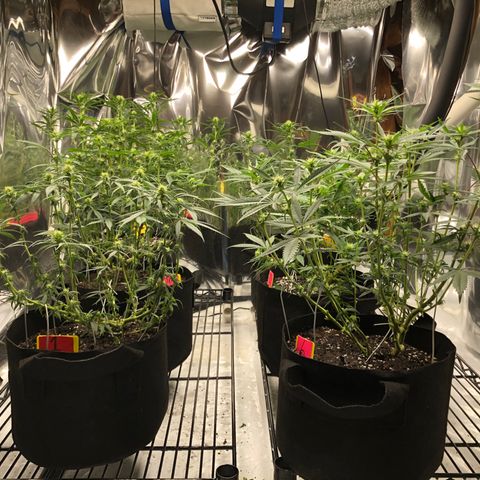 Sir Gheen of the Green (6) growlog timeline photo