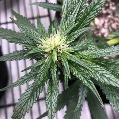 Sir Gheen of the Green (6) growlog timeline photo
