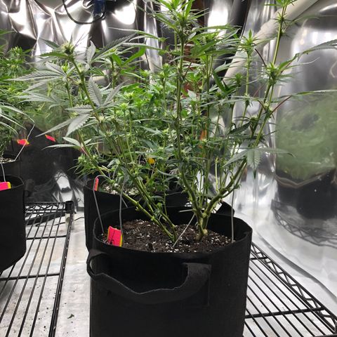 Sir Gheen of the Green (6) growlog timeline photo