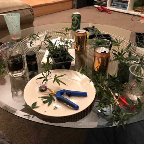 Sir Gheen of the Green (6) growlog timeline photo