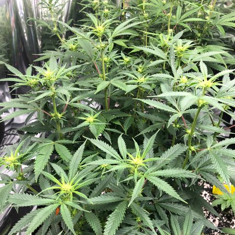Sir Gheen of the Green (6) growlog timeline photo