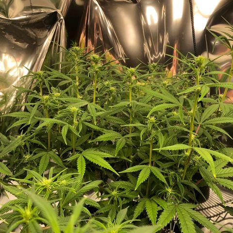 Sir Gheen of the Green (6) growlog timeline photo