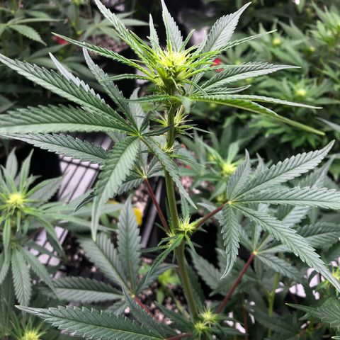 Sir Gheen of the Green (6) growlog timeline photo