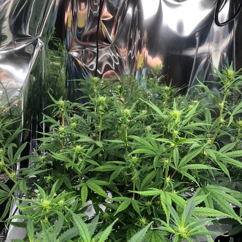 Sir Gheen of the Green (6) growlog timeline photo