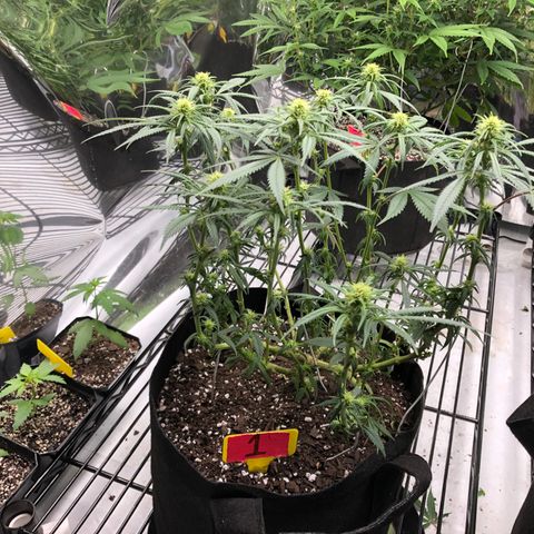 Sir Gheen of the Green (6) growlog timeline photo