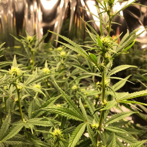 Sir Gheen of the Green (6) growlog timeline photo